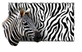 Safari paint.png