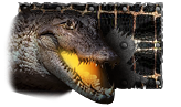 Alligator paint.png